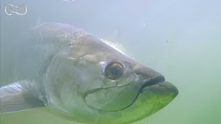 7' MONSTER TARPON CAUGHT   BEST FISH STORY EVER TOLD!