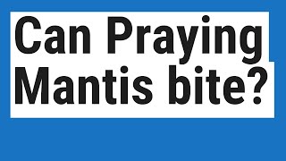 Can Praying Mantis bite?
