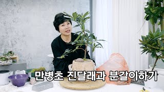 만병초 진달래과 분갈이하기