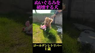 ぬいぐるみが大好きな１歳のゴールデンレトリバー！！ #shorts