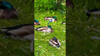 Only Male Mallards are napping オスはのんびり昼寝💤  #shorts