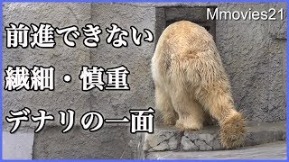 Crowｓ enter Polar Bear enclosure カラス侵入事件に見るデナリの繊細さ