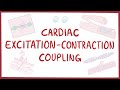 Cardiac excitation-contraction coupling