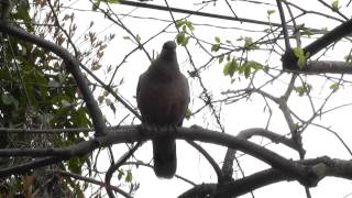 キジバト(3)三コマ動画　Oriental Turtledove (3)three clips