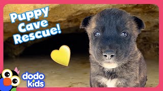 Can Rescuers Save Puppies Stuck In A Cave AND A Tortoise Den? | Dodo Kids | Rescued!
