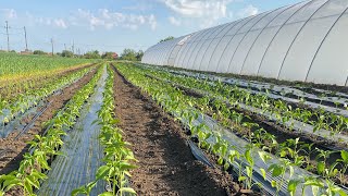 Plantarea ardeilor. 🌶🫑👨‍🌾