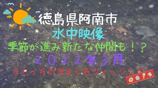 【水中映像】２０２２年3月　徳島県阿南市の堤防で新しいメンバーも！？