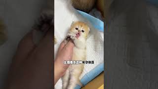 【#牛奶是只猫】如果你还没生哈基米劝你赶紧去🏥检查一下