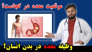 وظیفه معده چیست و موقعیت معده در بدن انسان کجاست ❤ What is Stomach, location, role of stomach