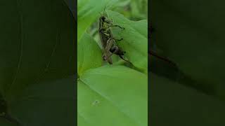 Grasshopper \u0026 another insect on the Zinnia