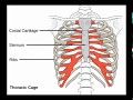 Two Minutes of Anatomy: Sternum