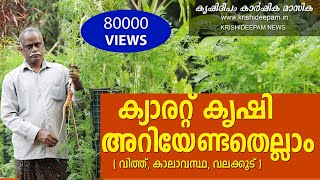 ക്യാരറ്റ് കൃഷി  അറിയേണ്ടതെല്ലാം | CARROT CULTIVATION AT YOUR HOME