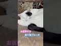 ネコと子ネコとおじさん　お返事する眠り猫ブルーガ‼️ shorts ブルーガ cats 猫 ねこ cat 猫のいる暮らし