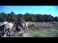 az strip trail cam videos