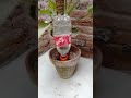 Automatic Self Watering Device Drip Dripper Water Spikes Flower Plant.