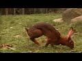 belgian hare doe running free in the garden