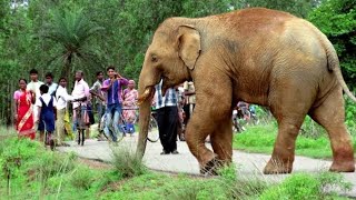Group Of Elephant Enters in Village 🐘 #group #elephants #village #attack #elephantattack #dangerous