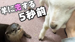 カワウソが仔羊にキス？！しかもウットリしちゃうの？！