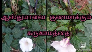 ஆஸ்துமாவை குணமாக்கும் கருஊமத்தை