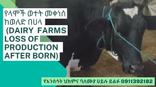 የላሞች ወተት መቀነሰ ከወለድ በሀላ DAIRY  FARMS LOSS OF PRODUCTION  AFTER BORN