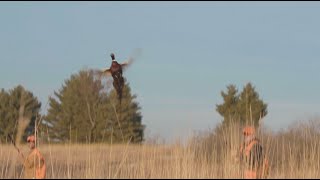 Pheasant Hunting at Green Acres Sportsman's Club