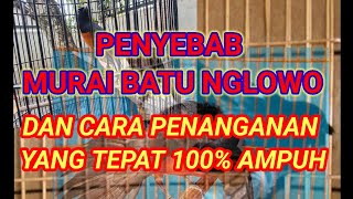 TRIK AMPUH ATASI MURAI BATU NGLOWO. #rawatanmuraibatu #muraibatunglowo #muraibatupastolpasangbadan