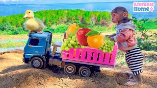 BiBi and duckling goes to pick fruit to make salad