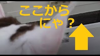 【風通る？ガーデンルーム/説明動画】６にゃん珍家中