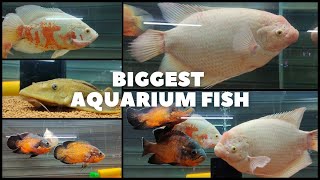 Large fish review at veda aquarium | giant gourami | giant oscar fish | upside down catfish |severum