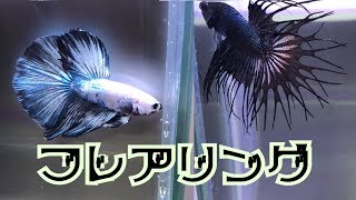 【bettafish】フレアリング/スロー撮影してみた【ベタ】