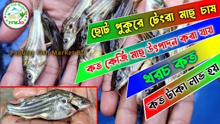 ছোট পুকুরে দেশি টেংরা মাছ চাষ করে কত টাকা লাভ হয় | ছোট পুকুরে টেংরা মাছ চাষ | মাছ চাষ পদ্ধতি