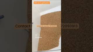 10HP Double Chamber Flour Mill with Crompton Motor #startup #laghuudyamiyojna #attachakkibusiness