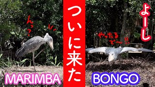 ハシビロコウのボンゴ\u0026マリンバついにその時が…part37　SHOEBILL \