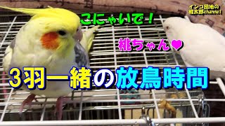 オカメインコとセキセイインコ朝と夜の放鳥タイムの様子・仲悪くても楽しい時間♥【インコ団地の桃太郎channel】