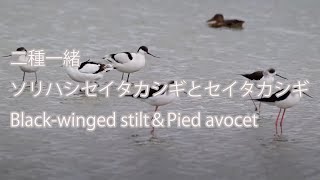 【二種一緒】ソリハシセイタカシギとセイタカシギ  Black-winged stilt＆Pied avocet