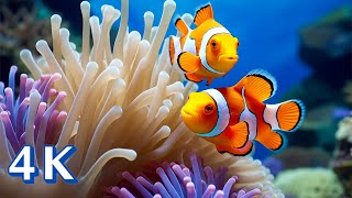 Discover Aquarium 4K (ULTRA HD) 🐠 Relaxing Oceanscapes - Relaxing Sleep Meditation Music - 4K Video