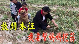 兒媳趁寶寶睡著來幫婆婆挖蒜，金毛狗狗見公公偷懶，這招大快人心【農村小慧】