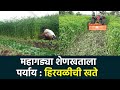 Green Manuering Crop : हिरवळीच्या खताचे फायदे, प्रकार | Agrowon