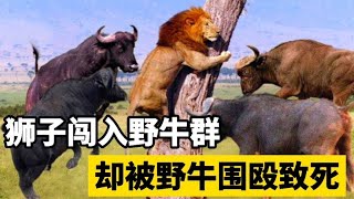 狮子闯入野牛群，却被野牛群围殴，场面激烈，狮子连跑都来不及