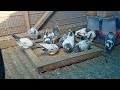 sialkot pigeons lovers kashmiri