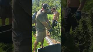 Harvesting some early CBD flower to freeze in preparation for live resin extraction