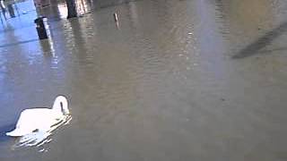 Floods Wellingborough Embankment 3