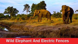 Electrifying Encounters Navigating th Challenges of Protecting Wild Elephants with Electric Fences