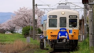 TrainFan2011的 2015年の桜動画 『春の讃岐路 琴電篇』【Full HD】