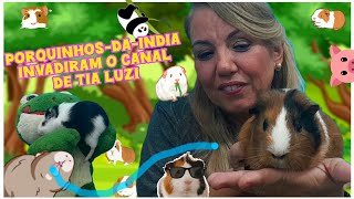 Porquinhos-da-Índia - com Tia Luzi e Pililico