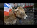 transhumance aubrac 2014 cropières raulhac cantal france nouveau