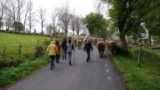 Transhumance AUBRAC 2014 Cropières Raulhac Cantal France (nouveau)