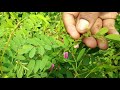 kolunchi chedi uses in tamil கொளுஞ்சி செடியின் நன்மைகள் கொழுஞ்சி tephrosia purpurea herbal plant