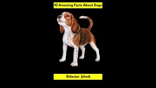 10 Amazing Facts about Dog | Facts About Dog in Hindi #shorts