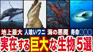 【衝撃】実在する「巨大生物」ランキング5選【ゆっくり解説】